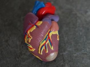 artificial heart used for education