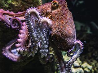 octopus