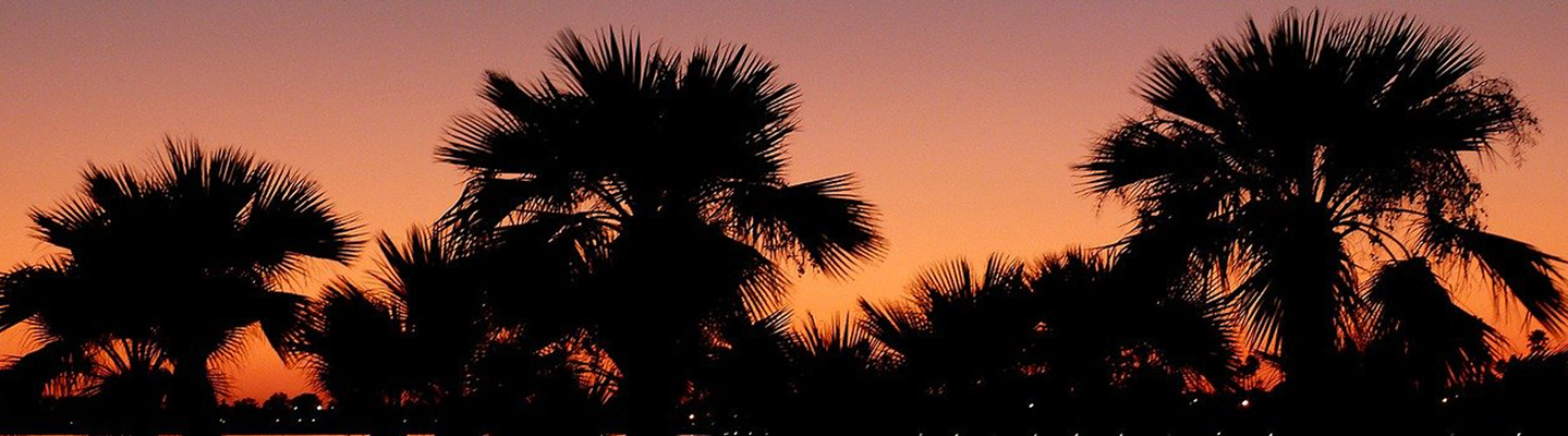 palm trees at sunset