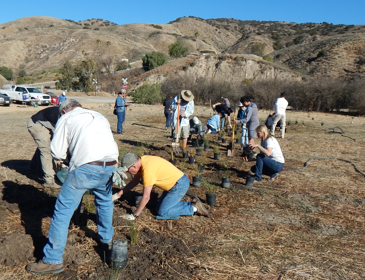 Group digging holes for plant restoration.