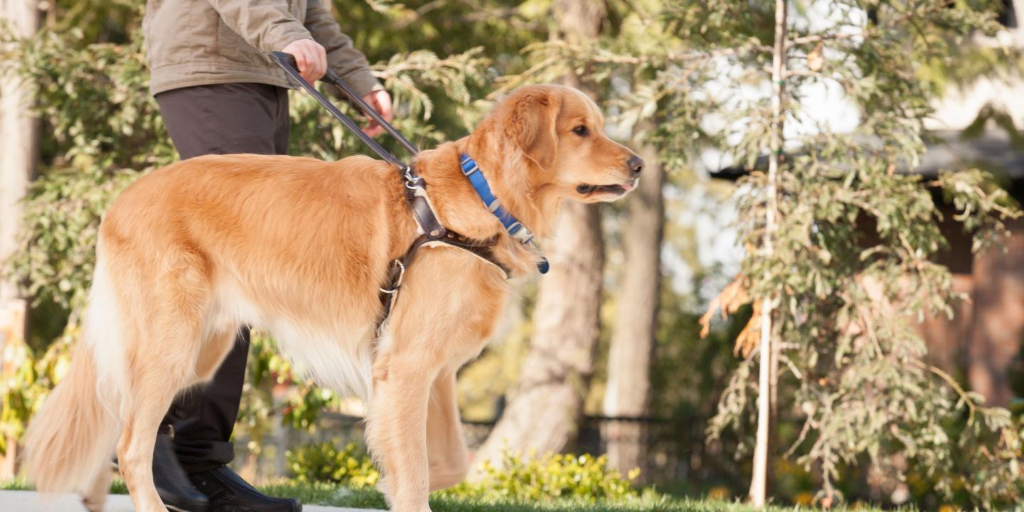 A man is walking outdoors while being led by his golden retriever seeing eye dog