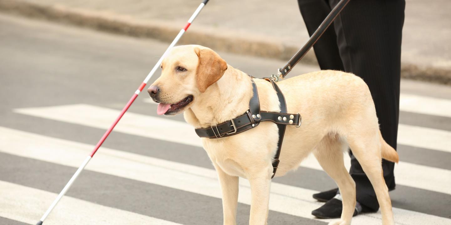A person is walking along a sidewalk while being led by their yellow lab seeing eye dog.
