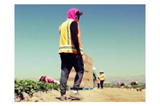 Walking through the strawberry fields