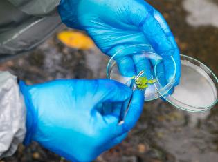 gloved hands holding petri dish with plant specimen