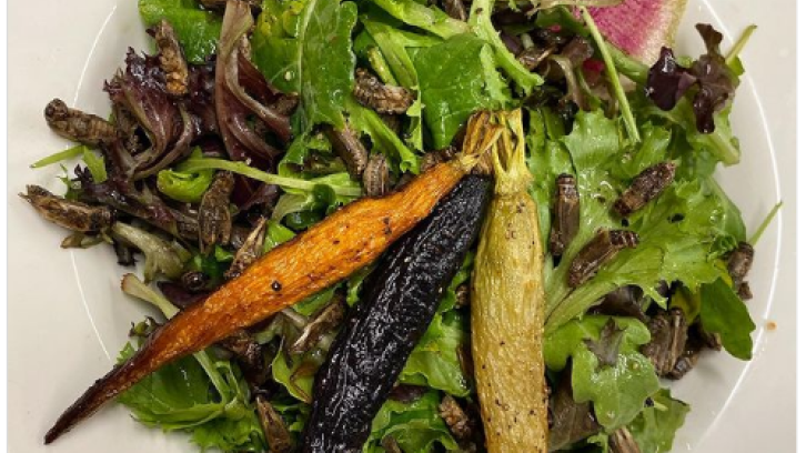 green garden salad with roasted crickets, watermelon radish, and heirloom carrots plated on white plate