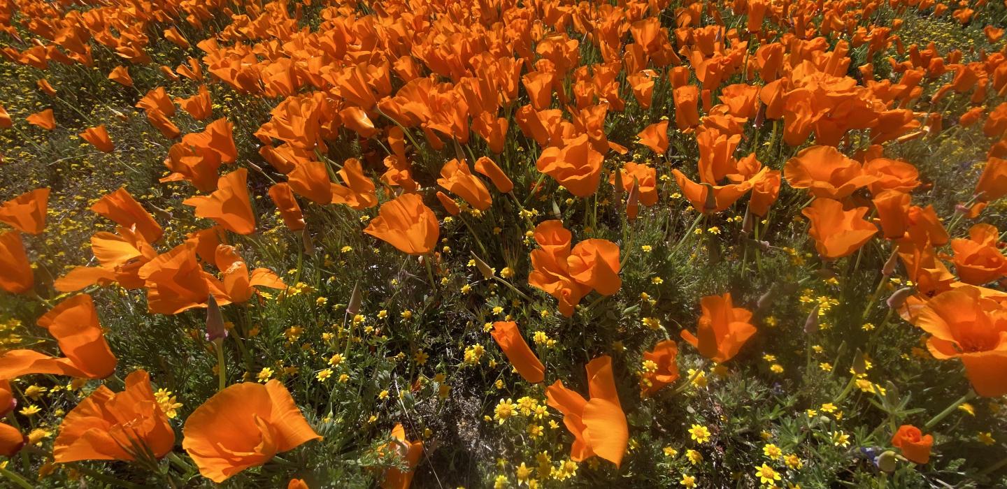 Field of orange California poppies.