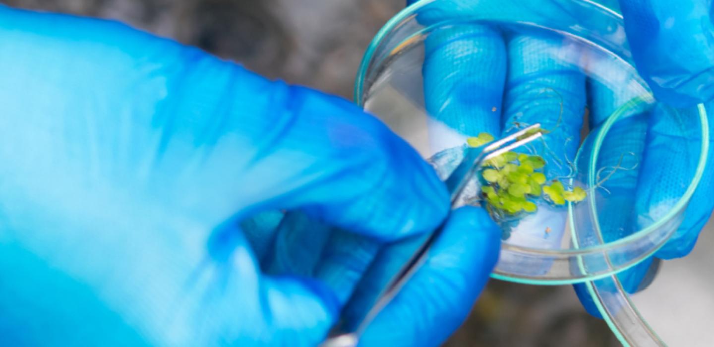 gloved hands holding petri dish with plant specimen